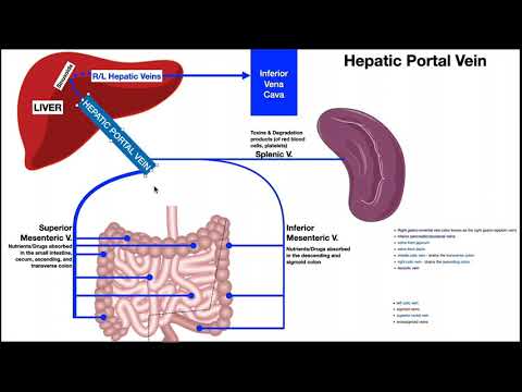 The Hepatic Portal System EXPLAINED!