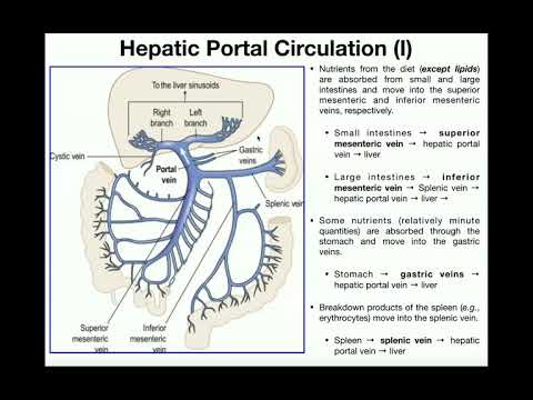 Anatomy | Hepatic Portal Circulation EXPLAINED