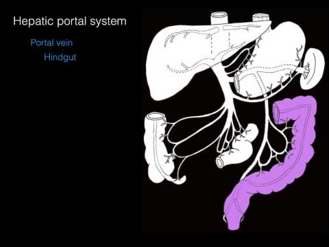 Hepatic portal system