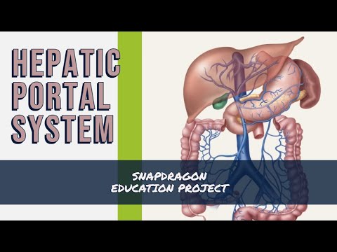 THE HEPATIC PORTAL SYSTEM