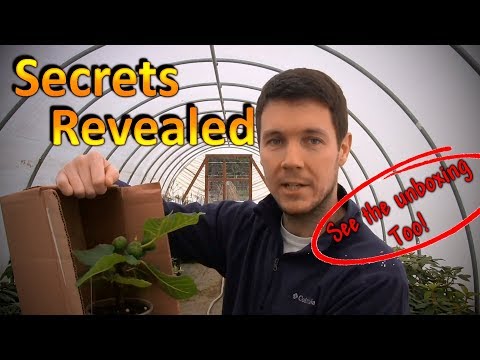 How to Package and Ship Live Plants Through the Mail | With Unboxing